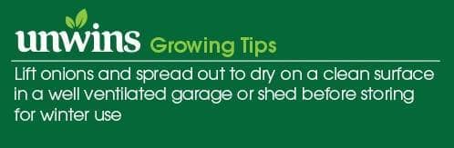 Onion Alisa Craig Seeds Unwins Growing Tips